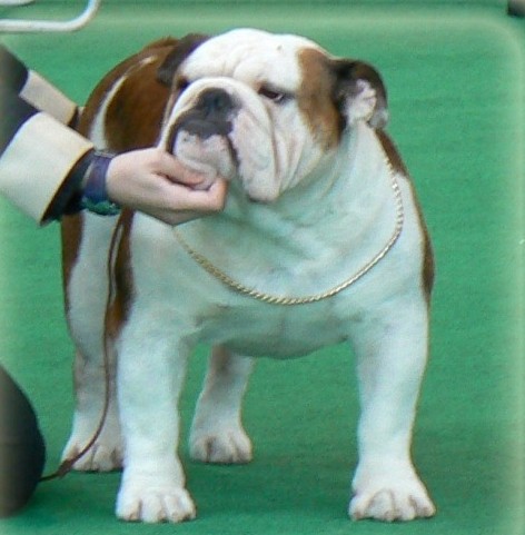 CH Murbogos Rocco , www.sharonbull.com, Bulldog